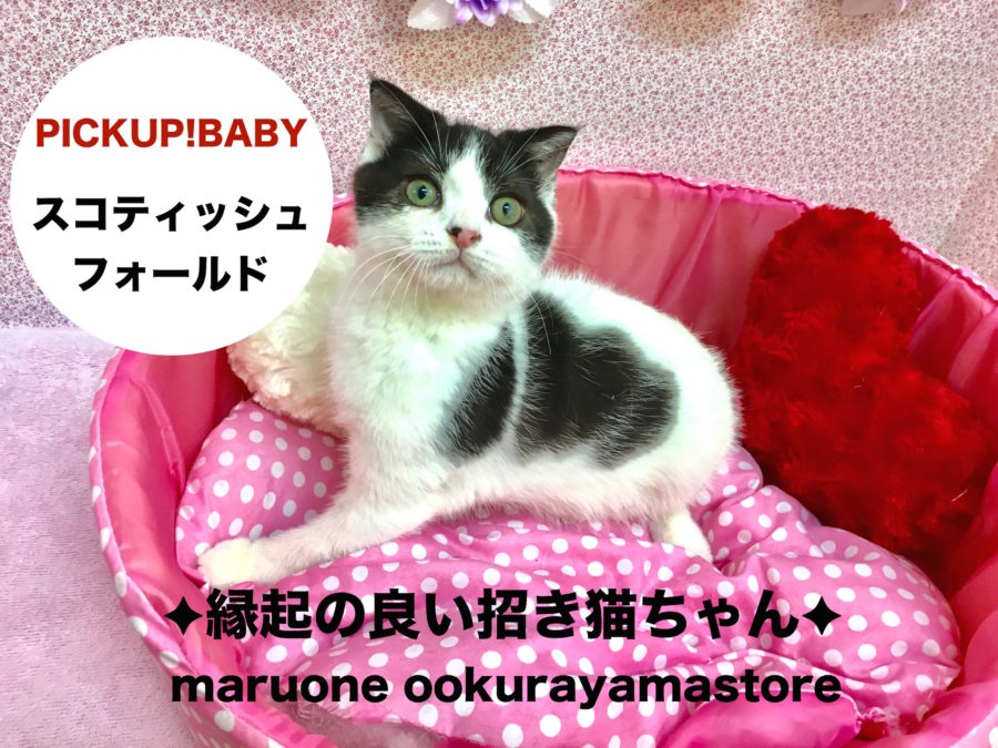 【スコティッシュ・フォールド】縁起の良い末広がりな招き猫ちゃんとHAPPYにゃんこライフをスタートしょう!!大倉山店No.6130565