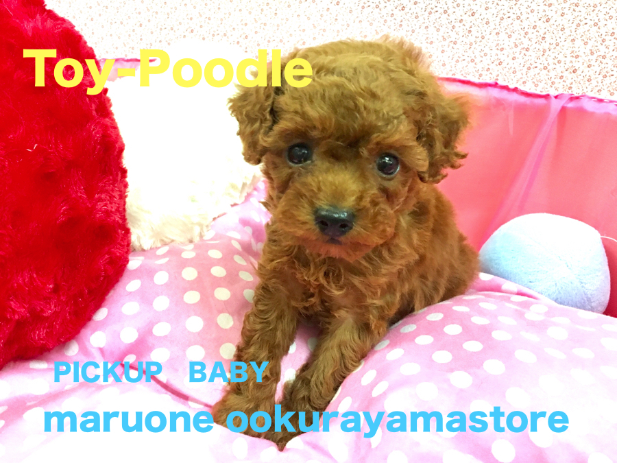 【トイ・プードル】超濃厚レッドの健康優良児がやってきた！：大倉山店Pickupベイビー！No.6130586