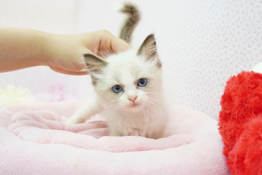 ラグドール - マルワン鎌ヶ谷店