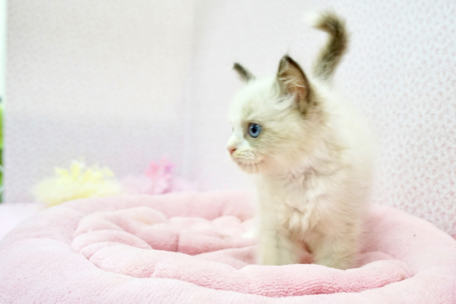 ラグドール - マルワン鎌ヶ谷店