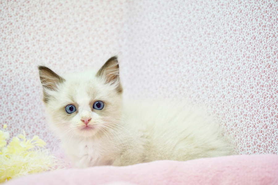 ラグドール - マルワン鎌ヶ谷店