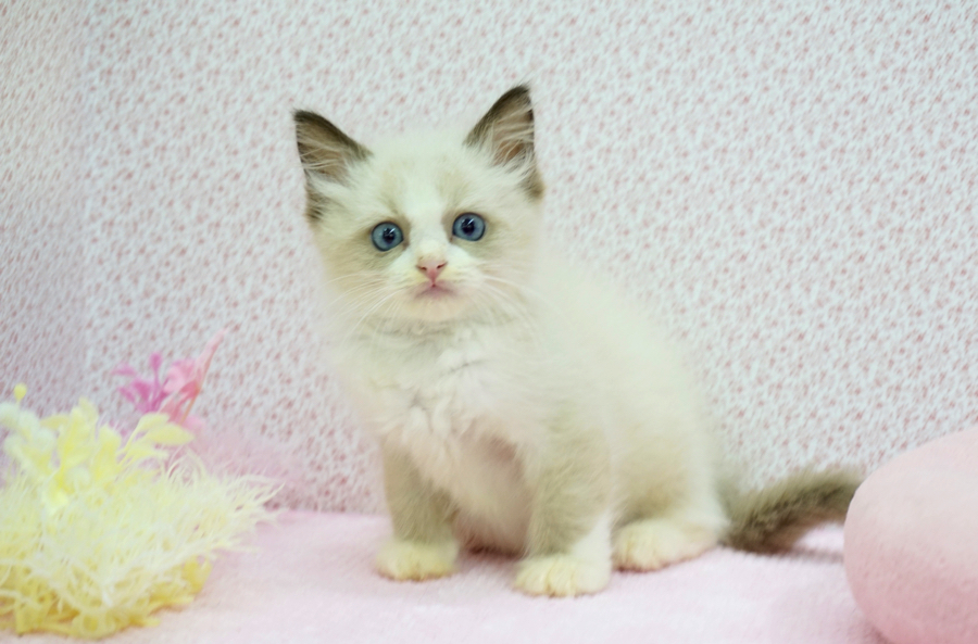 ラグドール - マルワン鎌ヶ谷店