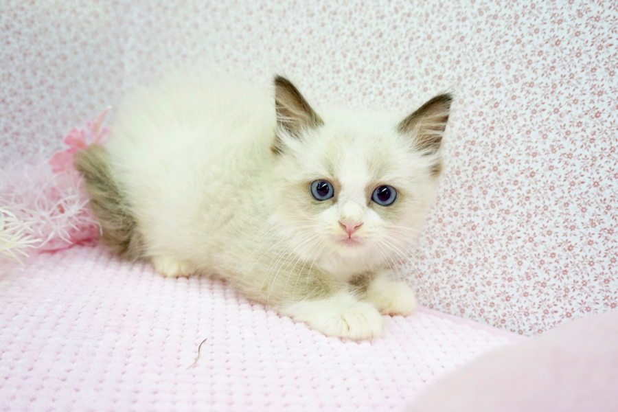 ラグドール - マルワン鎌ヶ谷店