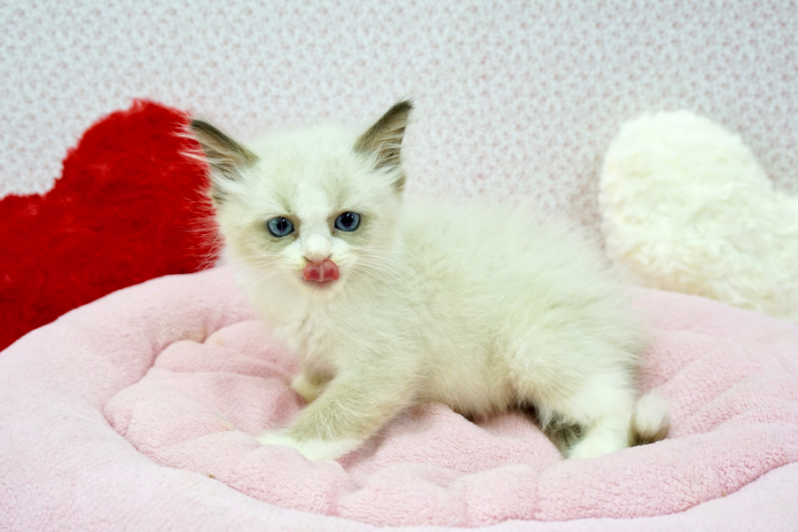 ラグドール - マルワン鎌ヶ谷店