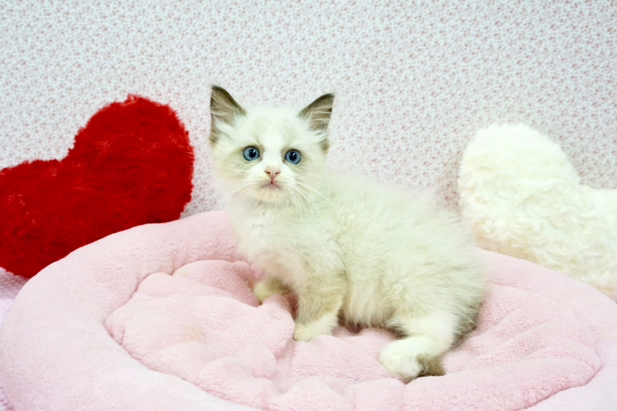 ラグドール - マルワン鎌ヶ谷店