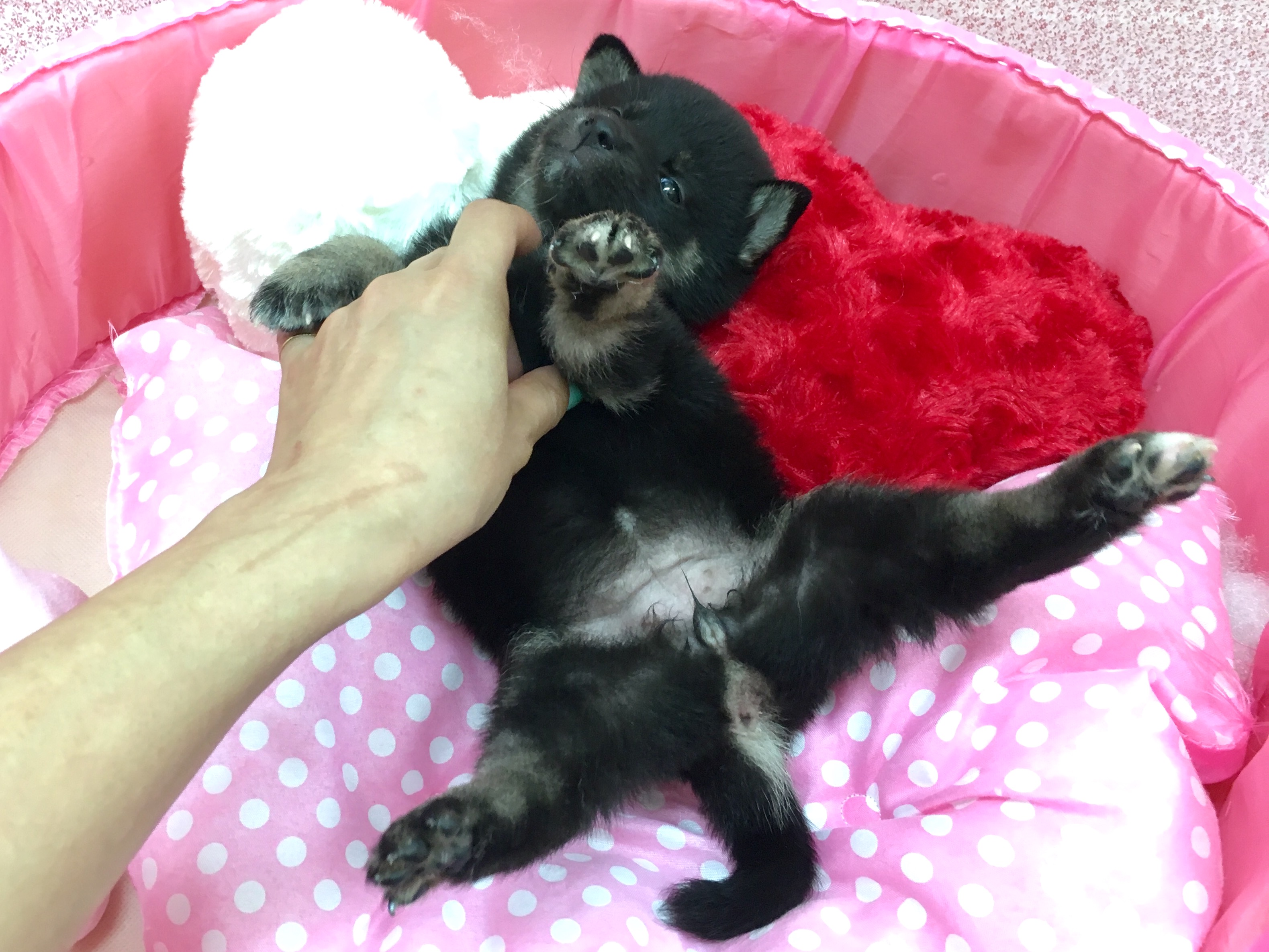 サービスショットのぱっかーん♪ | 黒柴 柴犬 - マルワン大倉山店