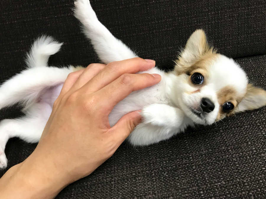 チワワ - マルワン梅島店