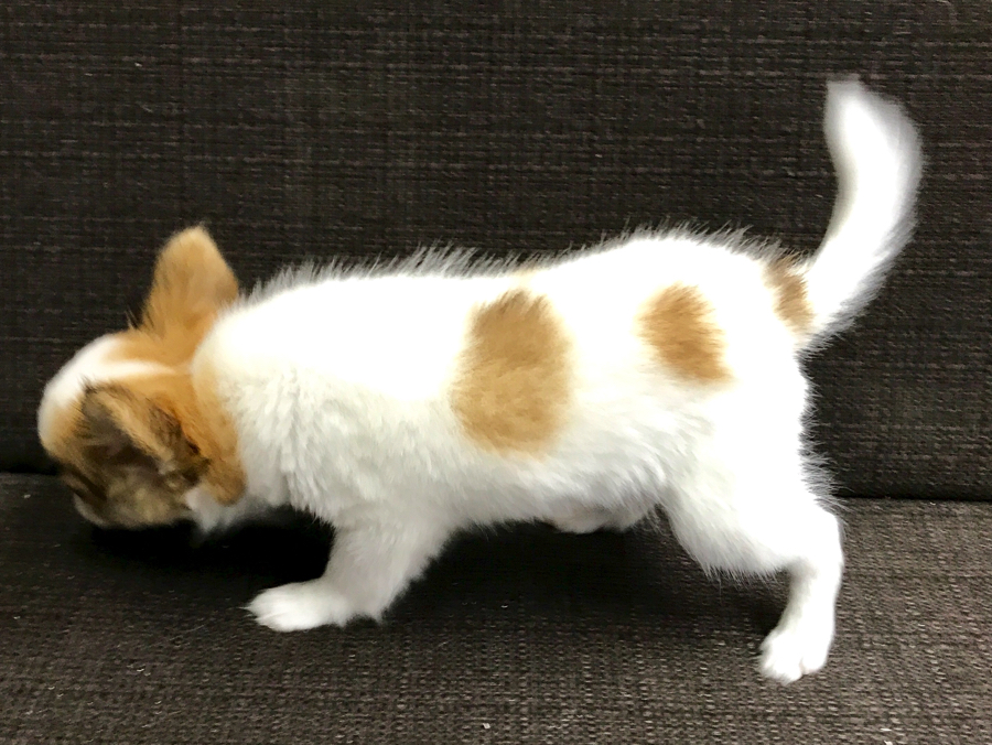 チワワ - マルワン梅島店