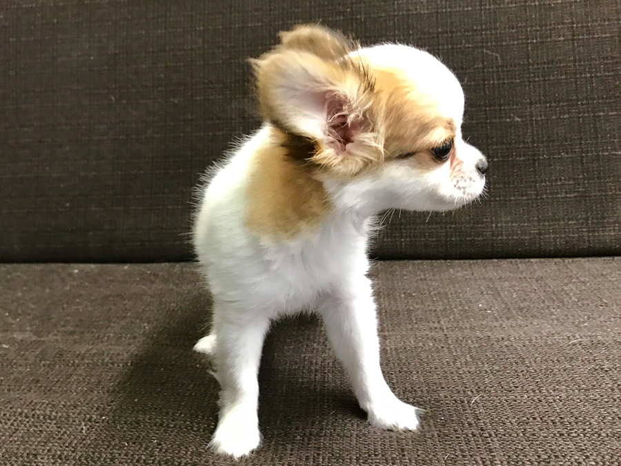 チワワ - マルワン梅島店