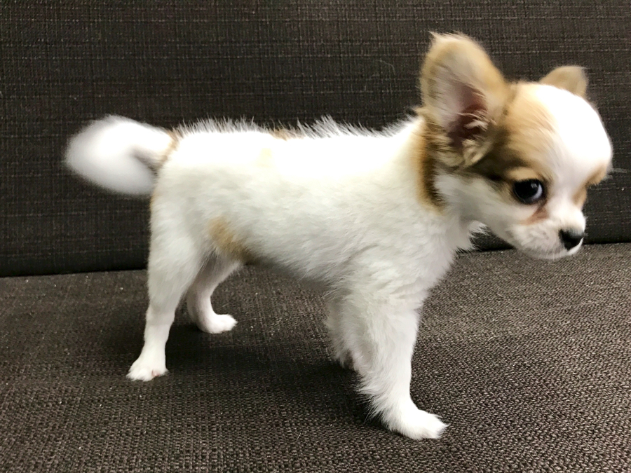 チワワ - マルワン梅島店