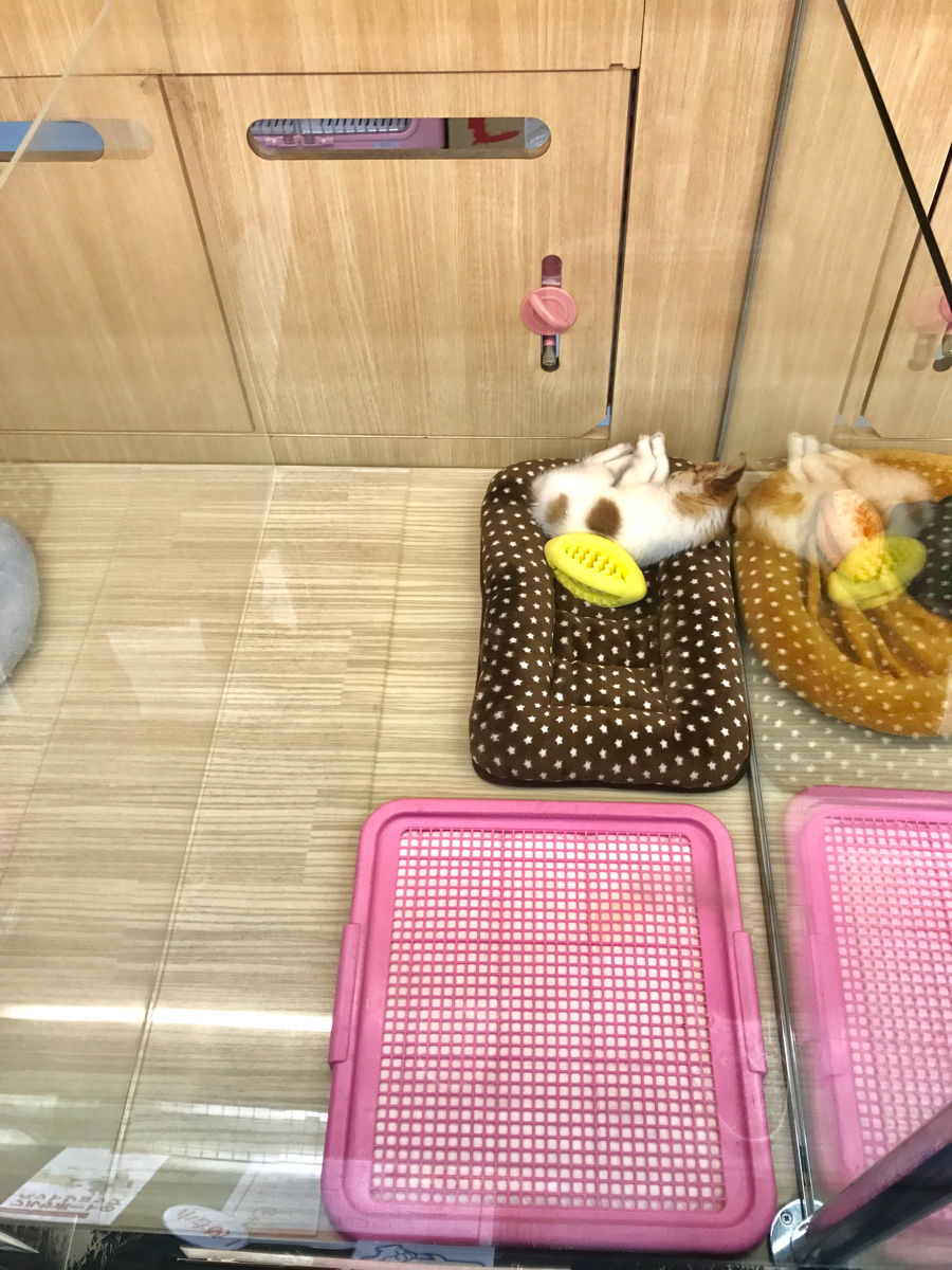 チワワ - マルワン梅島店