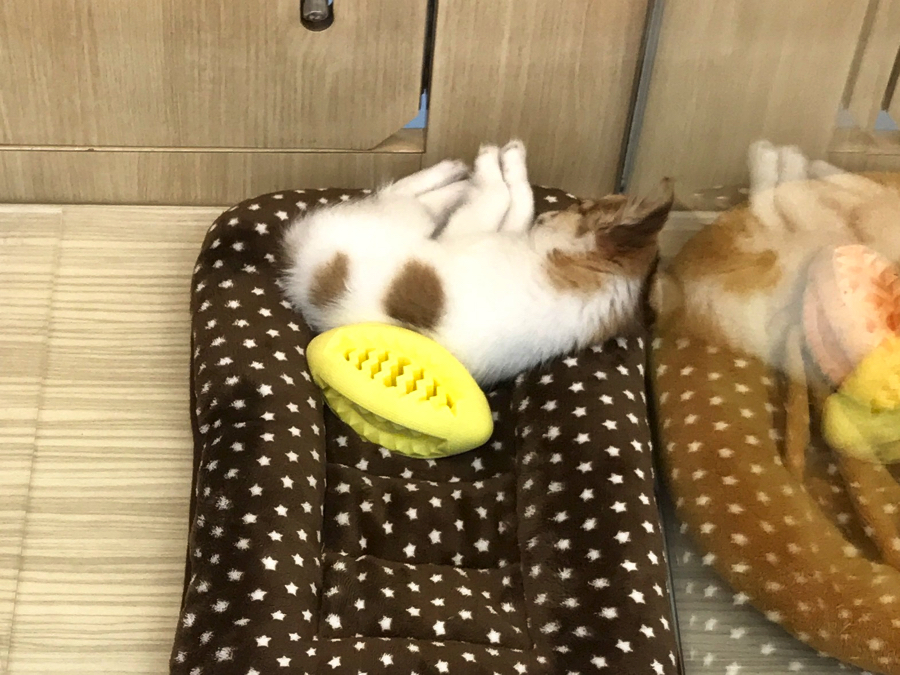 チワワ - マルワン梅島店