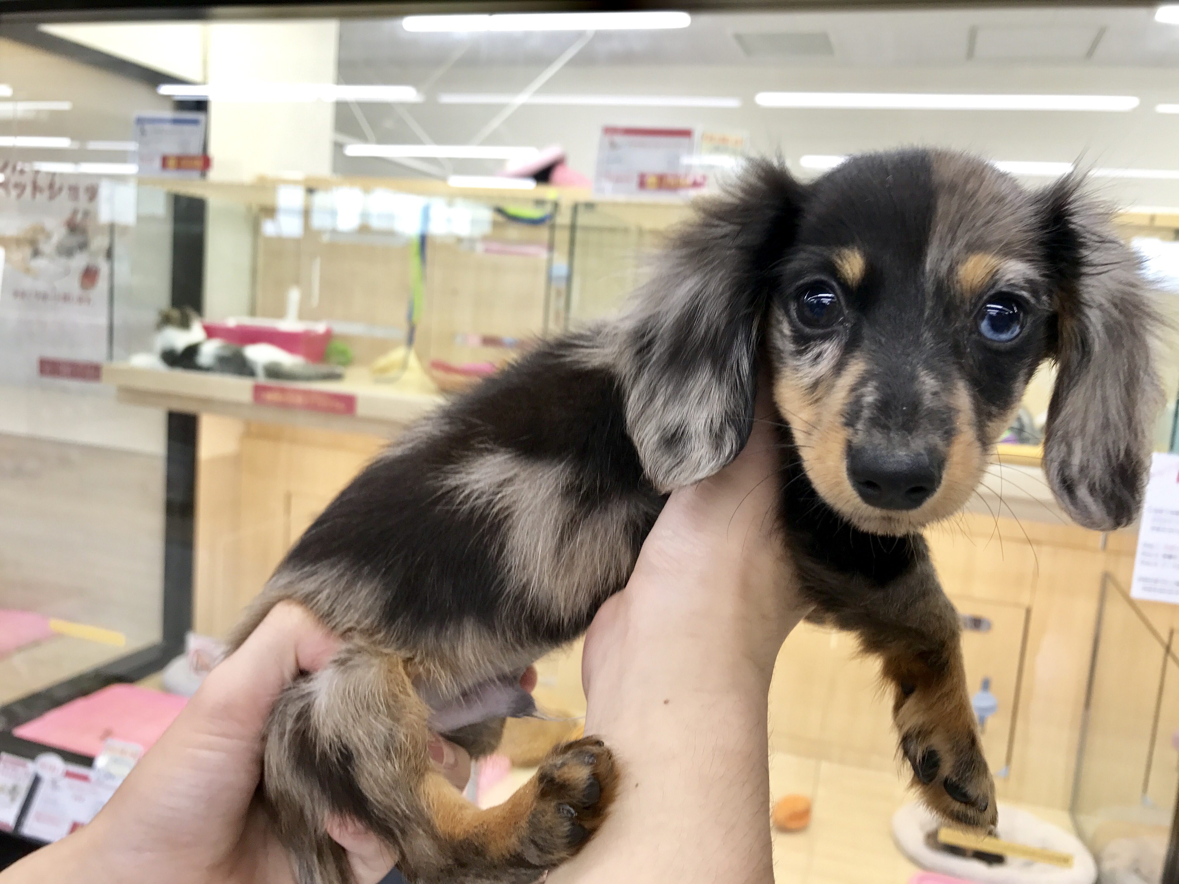 左右目の色が違う「オッドアイ」 | ミニチュア・ダックスフント - マルワン梅島店