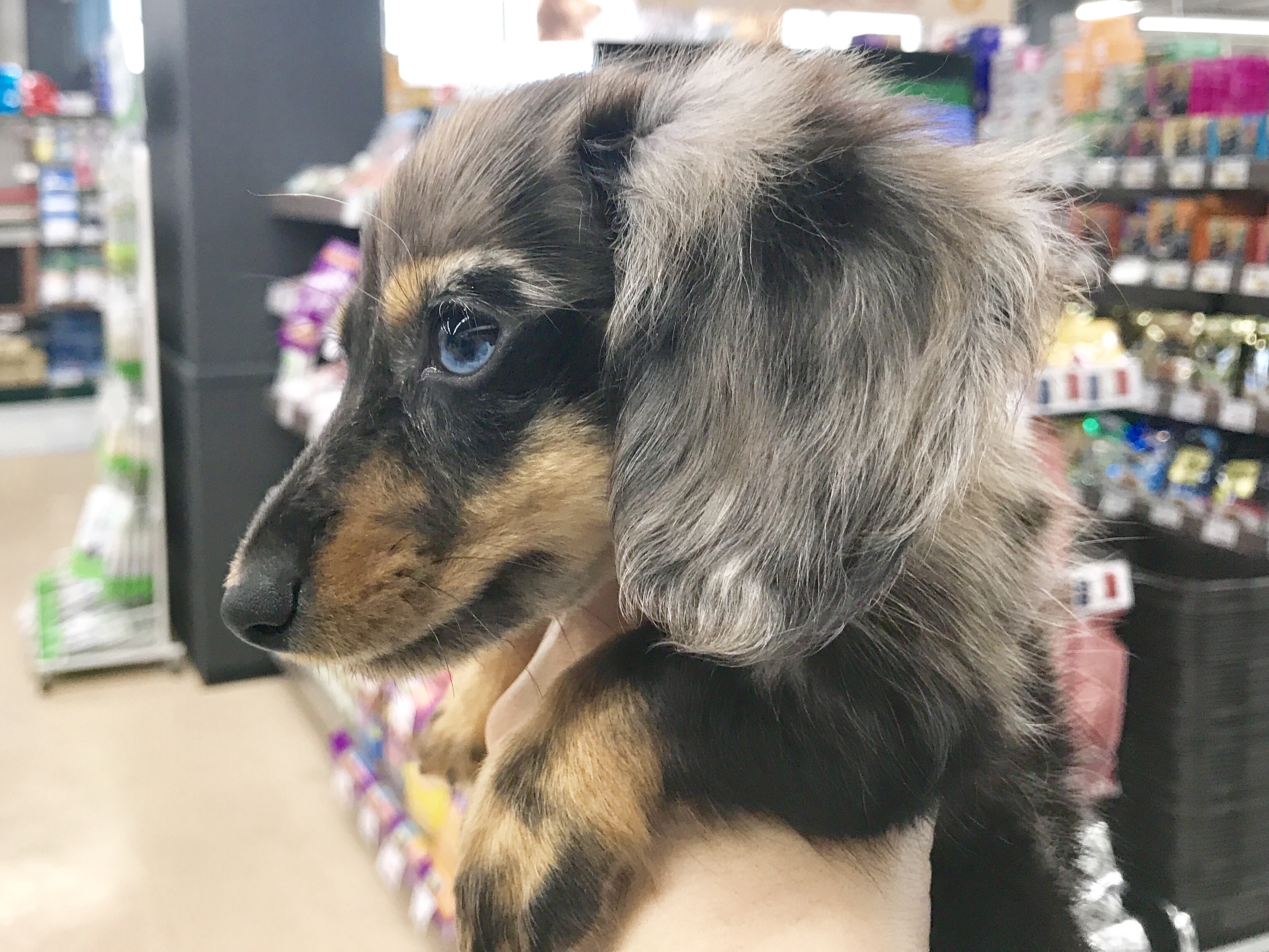 右半分は「洋風」な顔立ち！ | ミニチュア・ダックスフント - マルワン梅島店