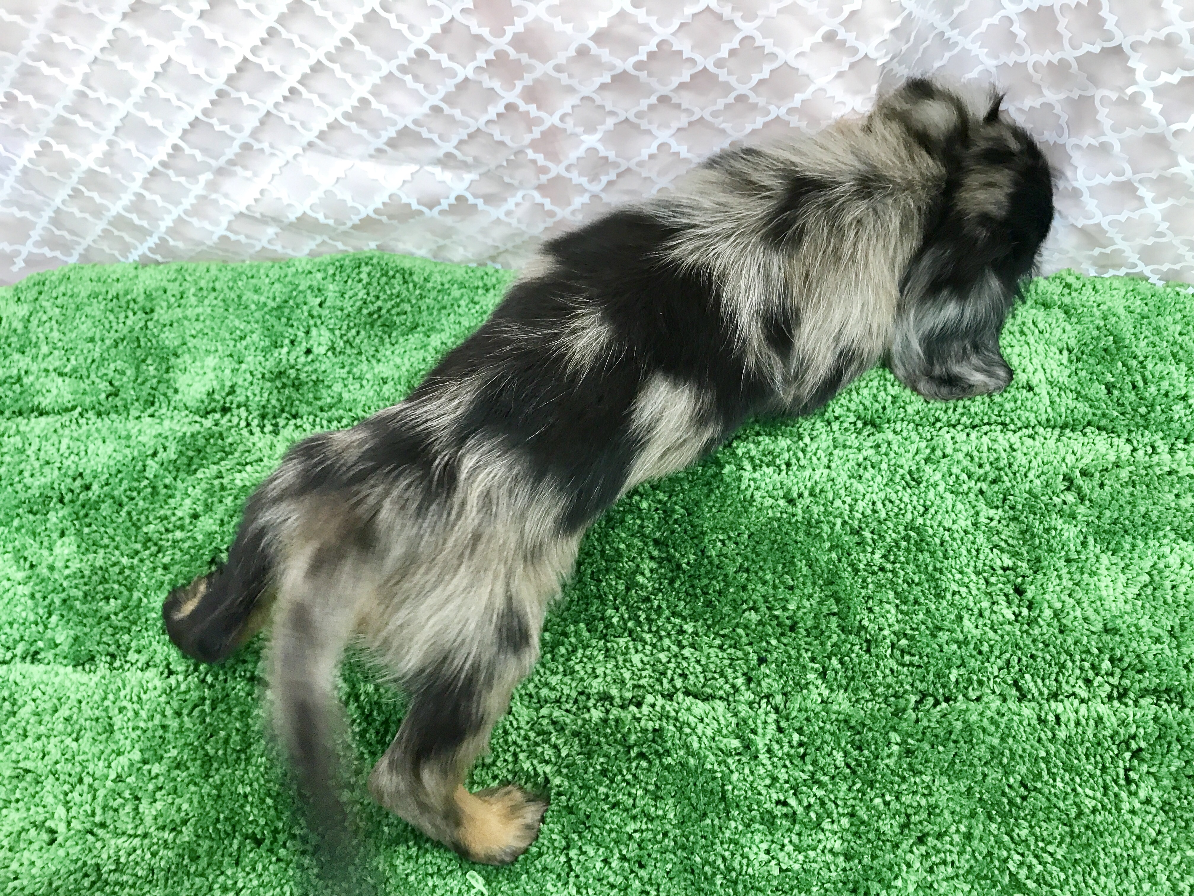 神秘的な毛色 | ミニチュア・ダックスフント - マルワン梅島店