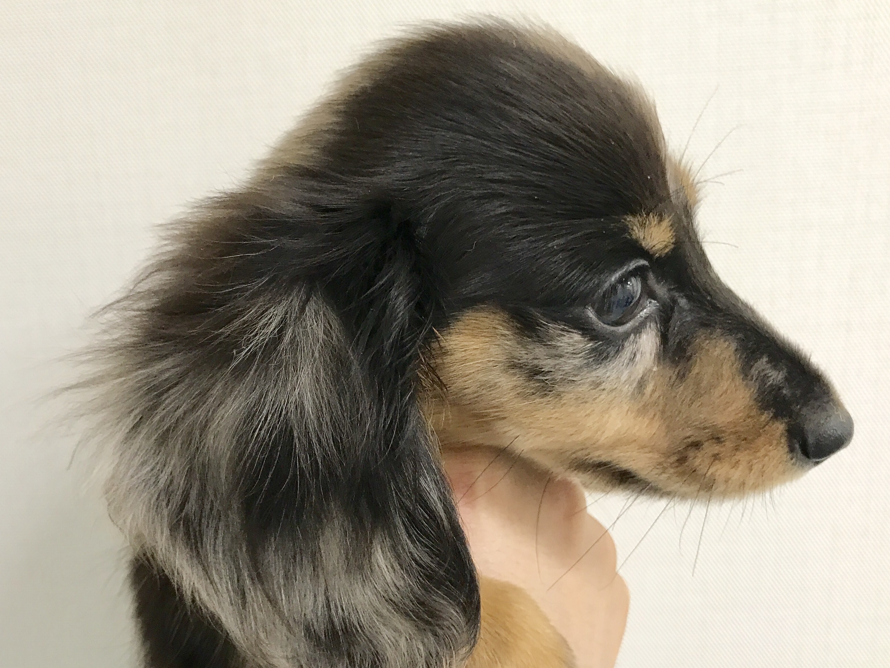 左半分は「和風」な顔立ち！ | ミニチュア・ダックスフント - マルワン梅島店