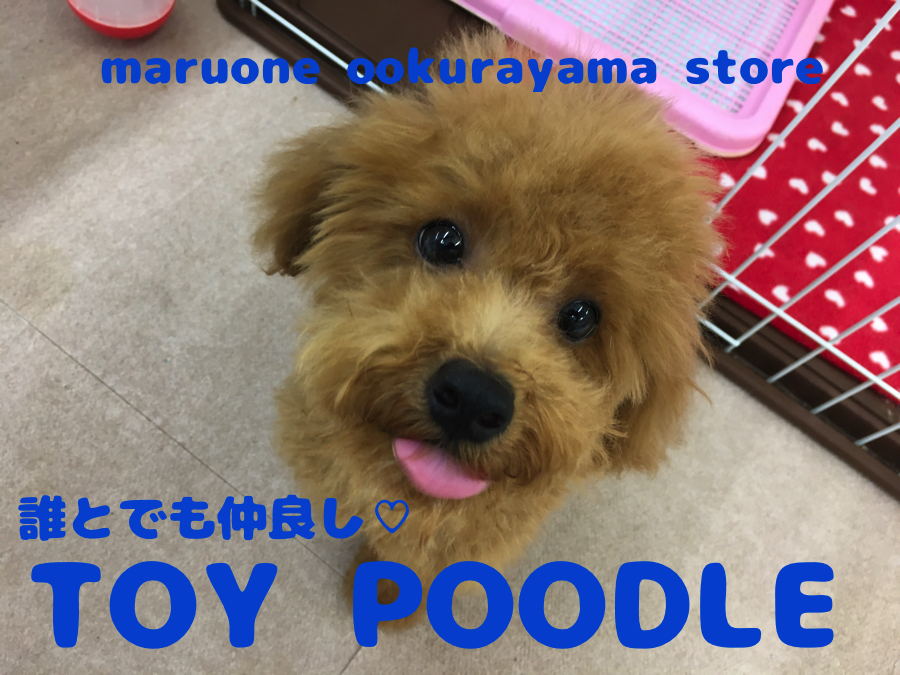 【トイ・プードル】誰とでも仲良く慣れる優しい兄貴肌!ふわもこトイ・プードル君♡：大倉山店No.6130547