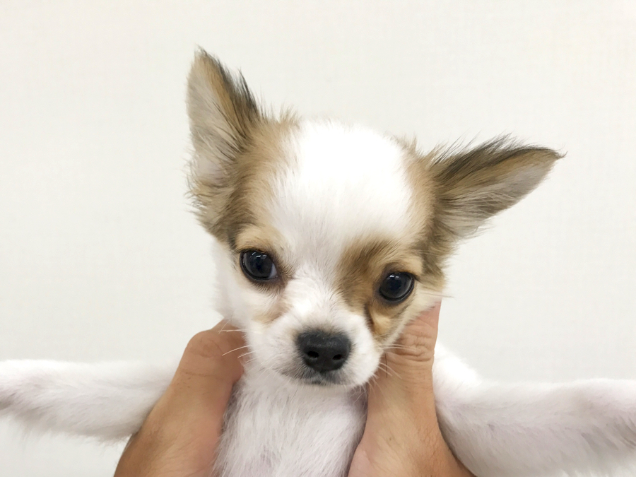 チワワ - マルワン梅島店