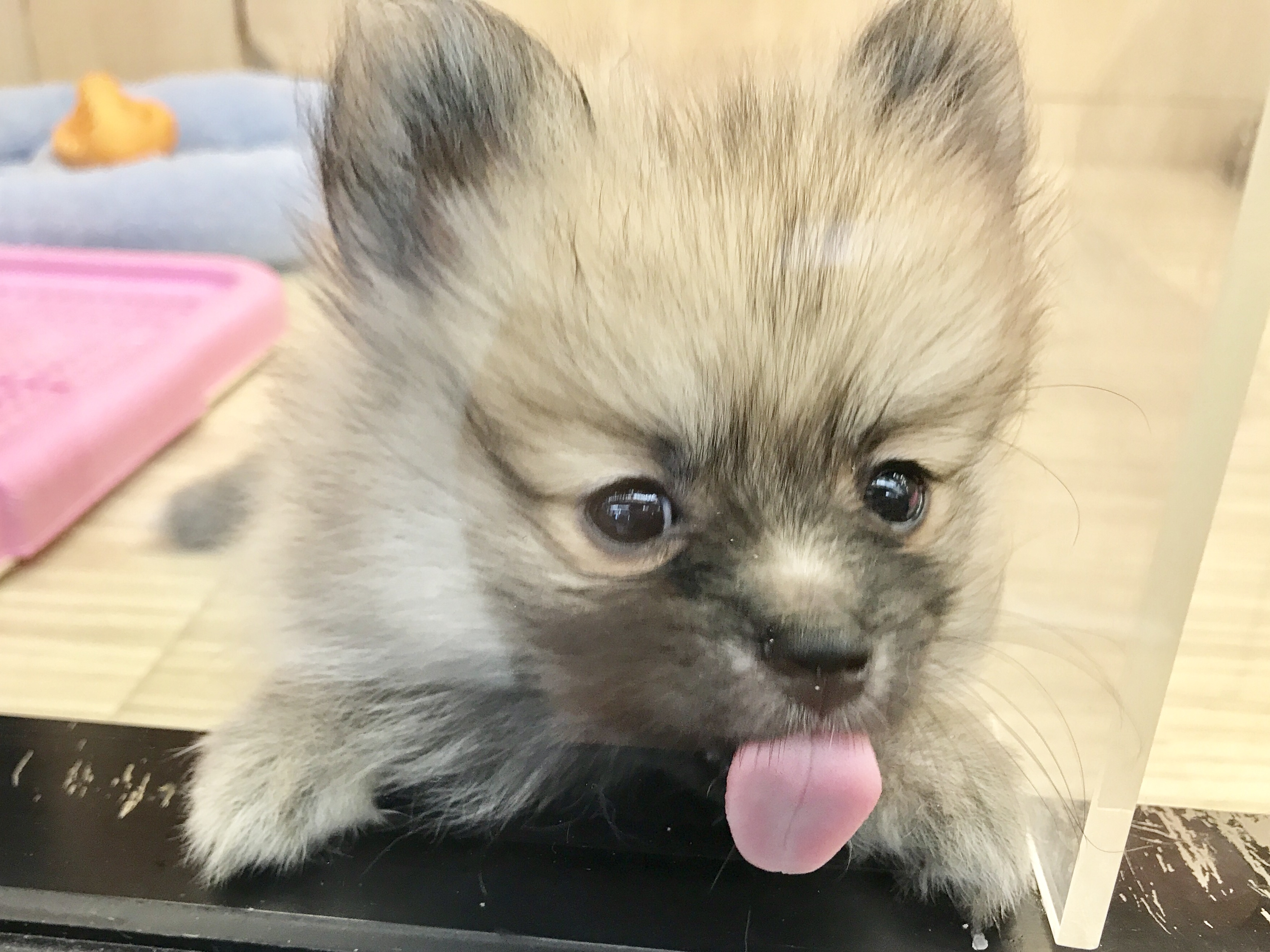 ポメラニアン - マルワン梅島店