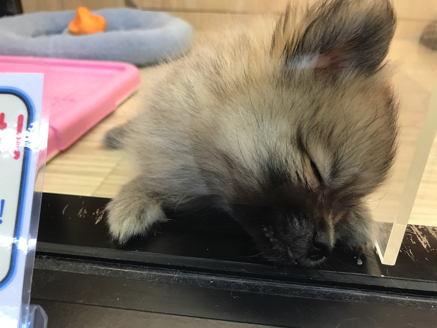 寄りかかり寝zzz | ポメラニアン - マルワン梅島店