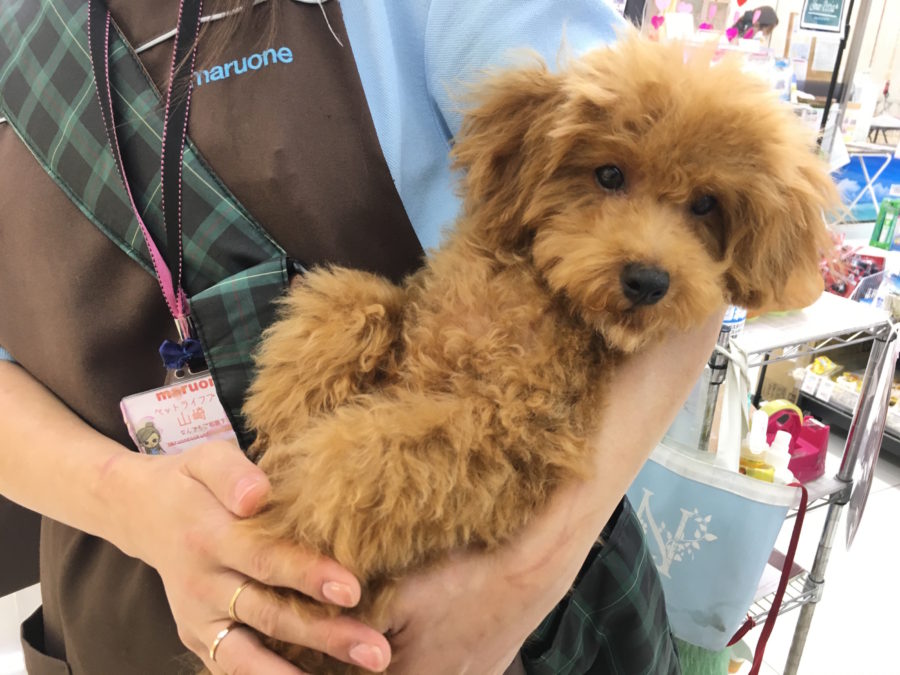 プーくんは、サークルのトレーニングもしています | トイ・プードル - マルワン大倉山店