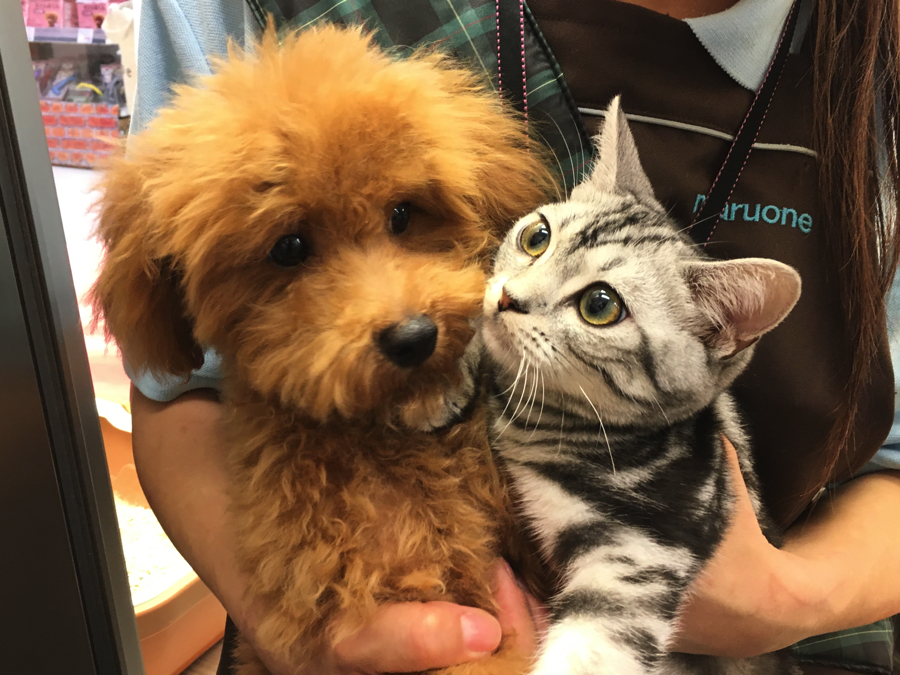 プーくんは猫ちゃんも大好き | トイ・プードル - マルワン大倉山店