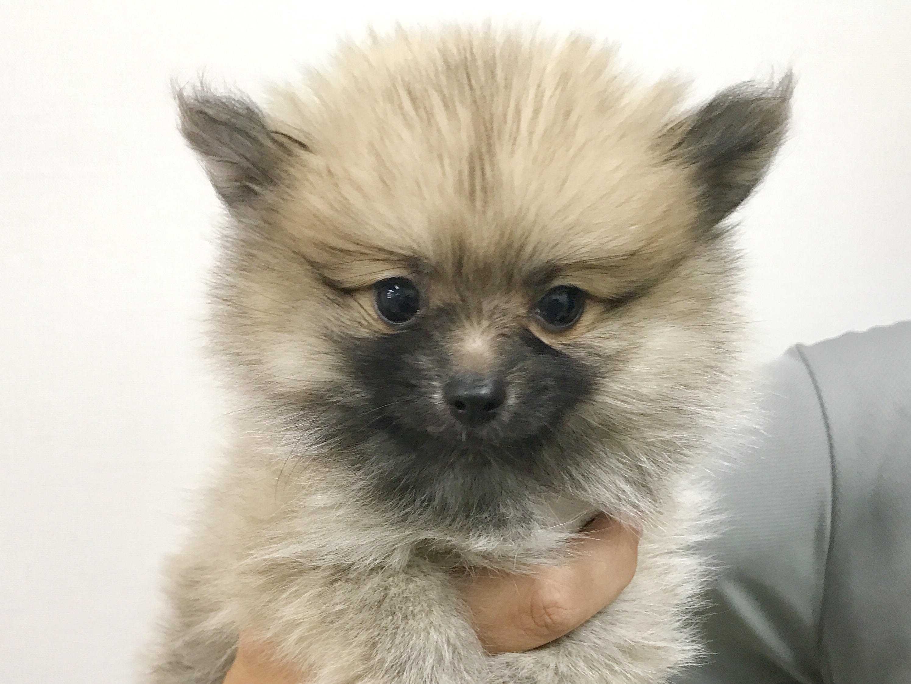 たぬき系ポメちゃんのNICEBODYに注目‼︎ | ポメラニアン - マルワン梅島店