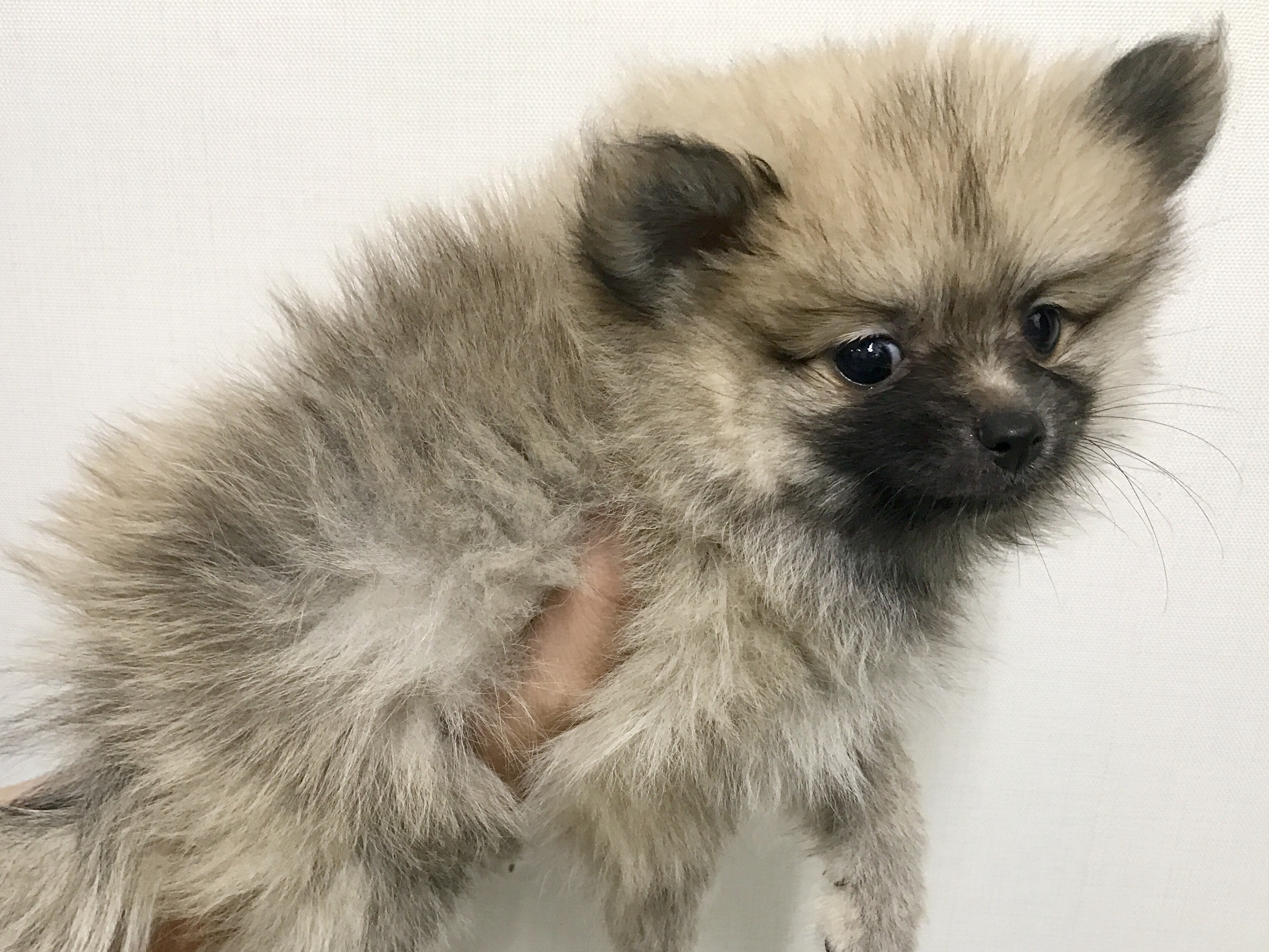 側面からパシャリ！ | ポメラニアン - マルワン梅島店