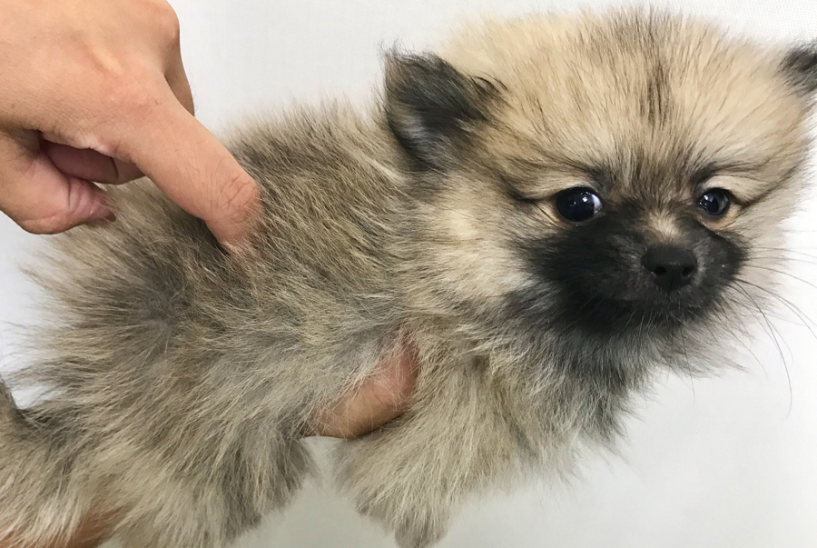 何すんのよ〜と言わんばかりのお顔 | ポメラニアン - マルワン梅島店