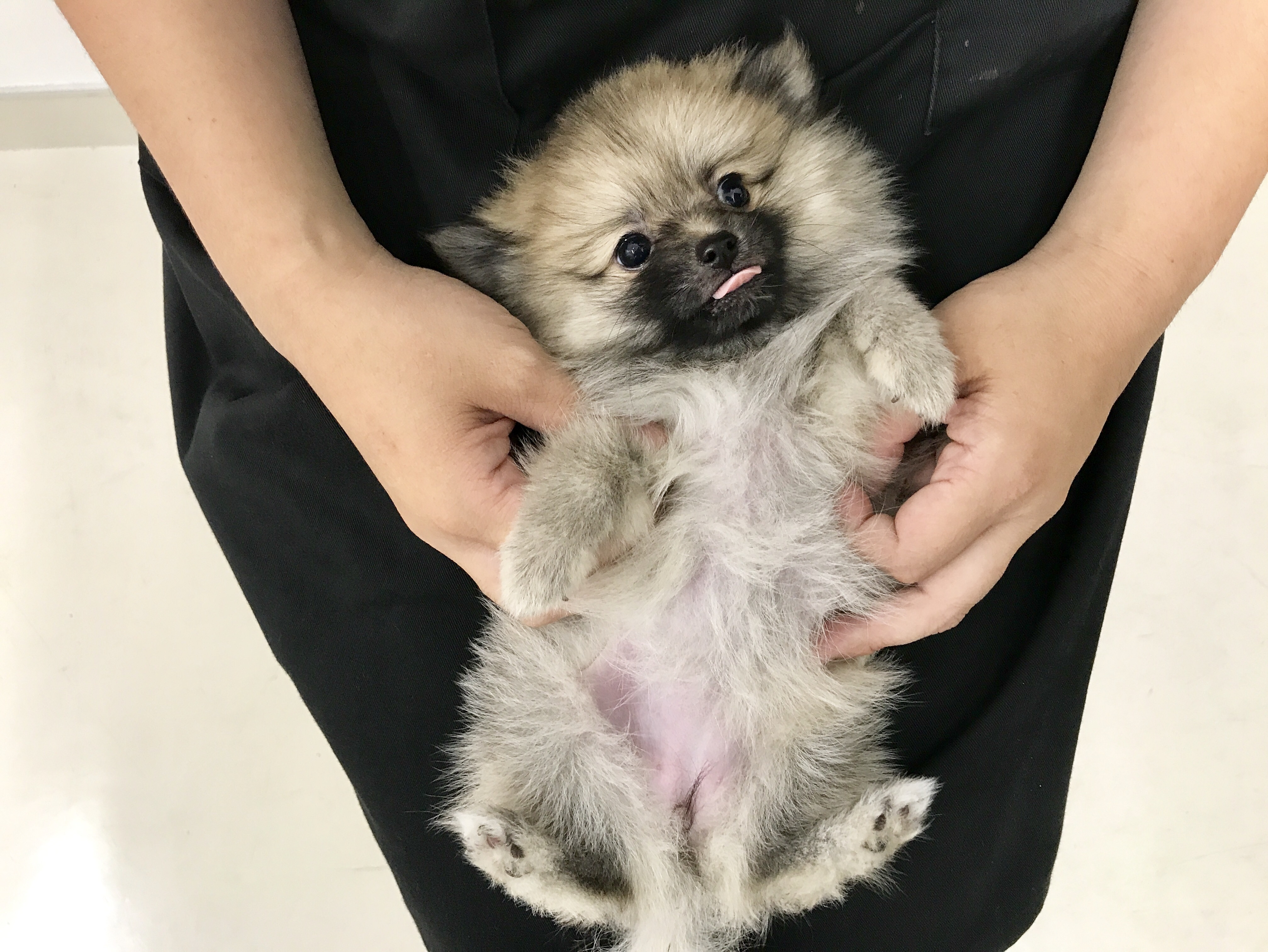 とにかく抱っこ好き | ポメラニアン - マルワン梅島店