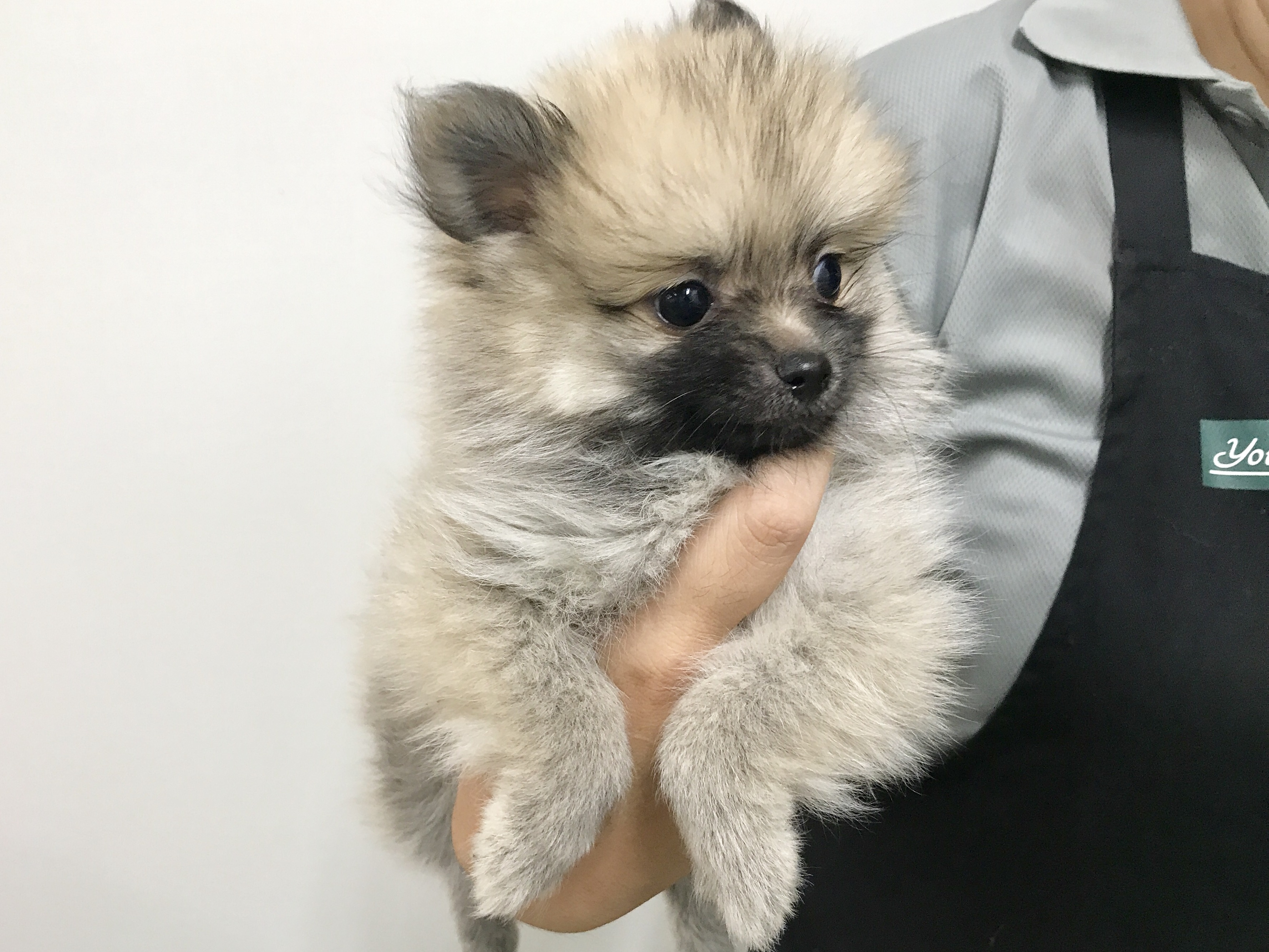 マッチョポーズ | ポメラニアン - マルワン梅島店