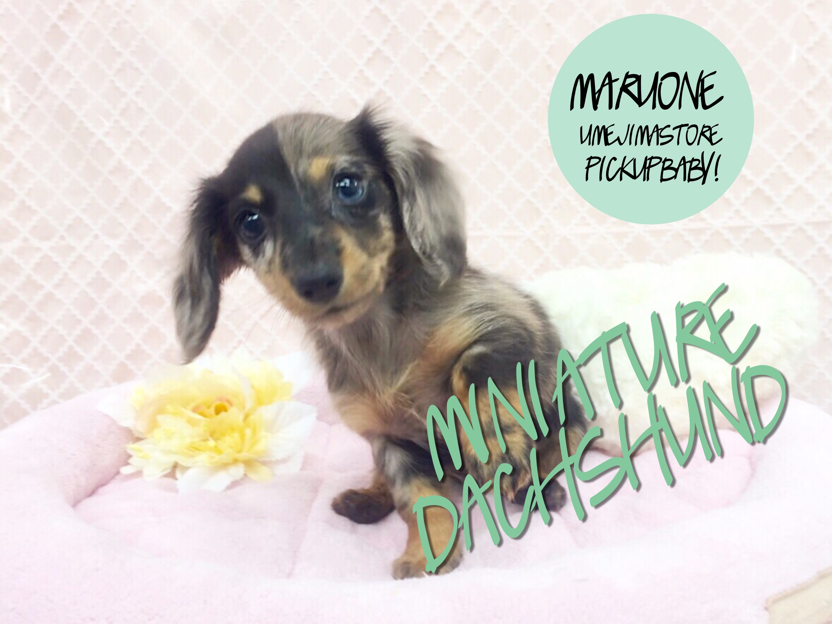 【M・ダックスフント】２つの顔を持つ神秘的なワンコ！：梅島店Pickupベイビー！No.119065