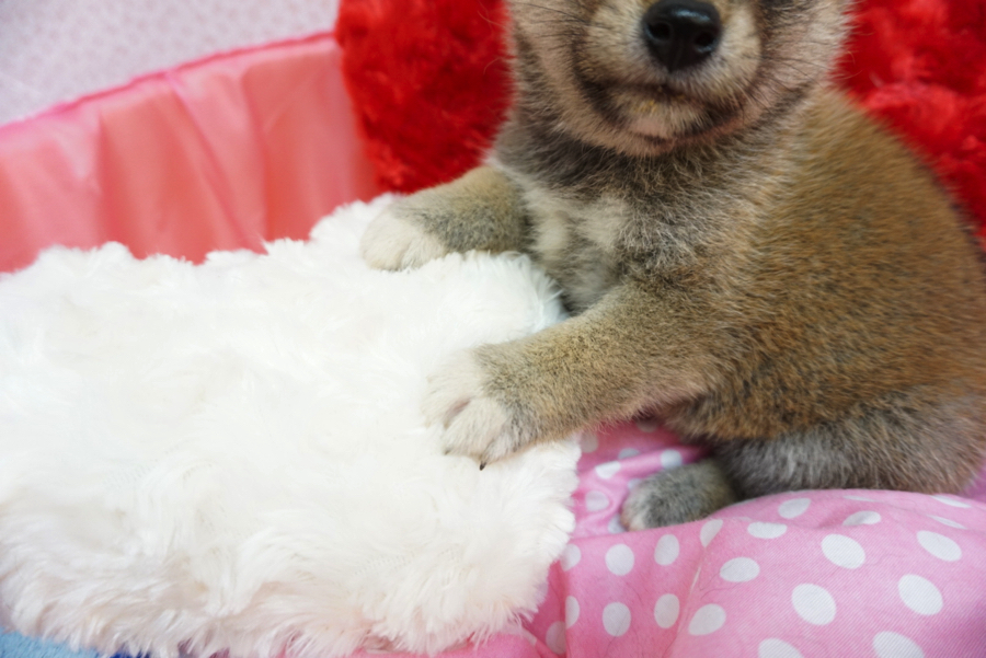 足先のホワイトソックスがワンポイント | 柴犬 - マルワン大倉山店