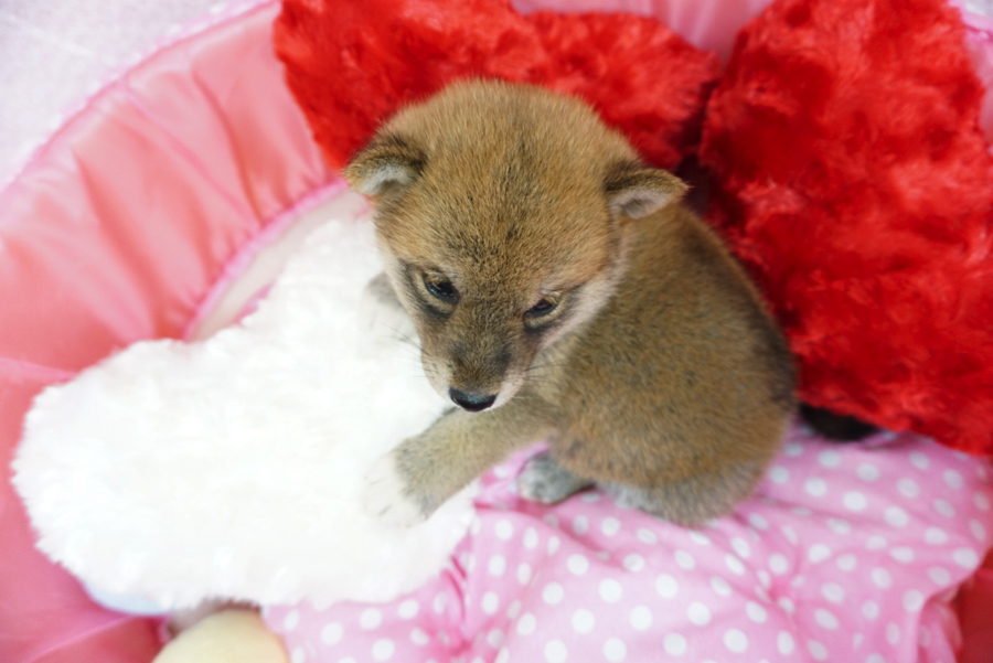 上から見る柴犬もおすすめ | 柴犬 - マルワン大倉山店