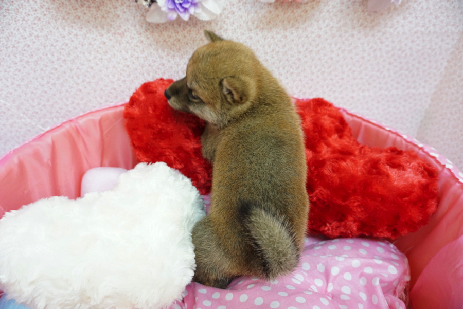 尻尾の形が９種類あるの知ってた? | 柴犬 - マルワン大倉山店