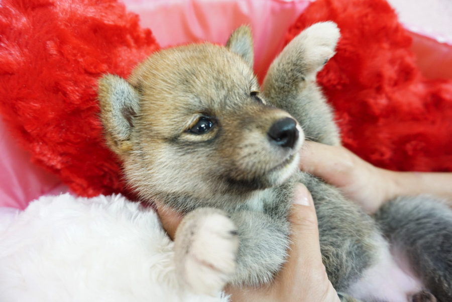 柴犬王国の仲間募集中 | 柴犬 - マルワン大倉山店