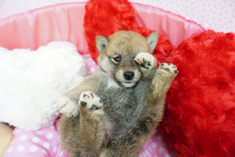 手を放してもヘソ天のまま | 柴犬 - マルワン大倉山店
