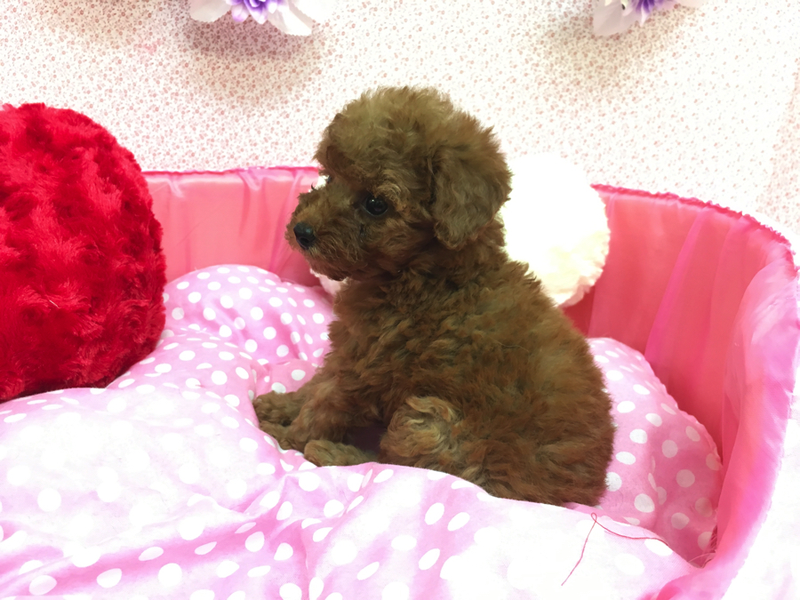 トイ・プードルちゃんと生活しよう | トイ・プードル - マルワン大倉山店