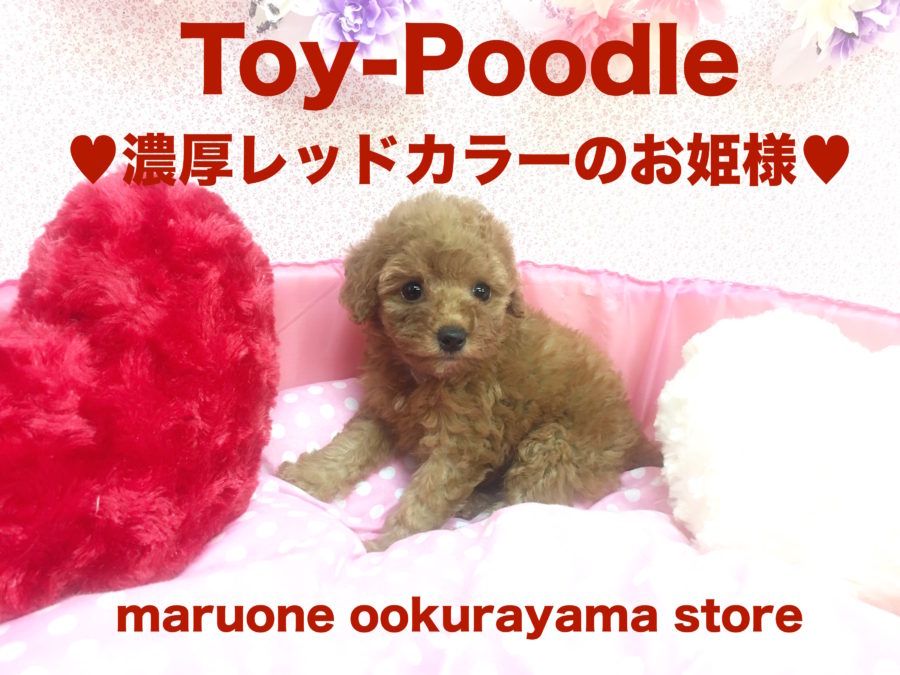 【トイ・プードル】七夕の夜に舞い降りた優秀ポテンシャルありありのトイ・プードルちゃん！：大倉山店Pickupベイビー！No.6130582