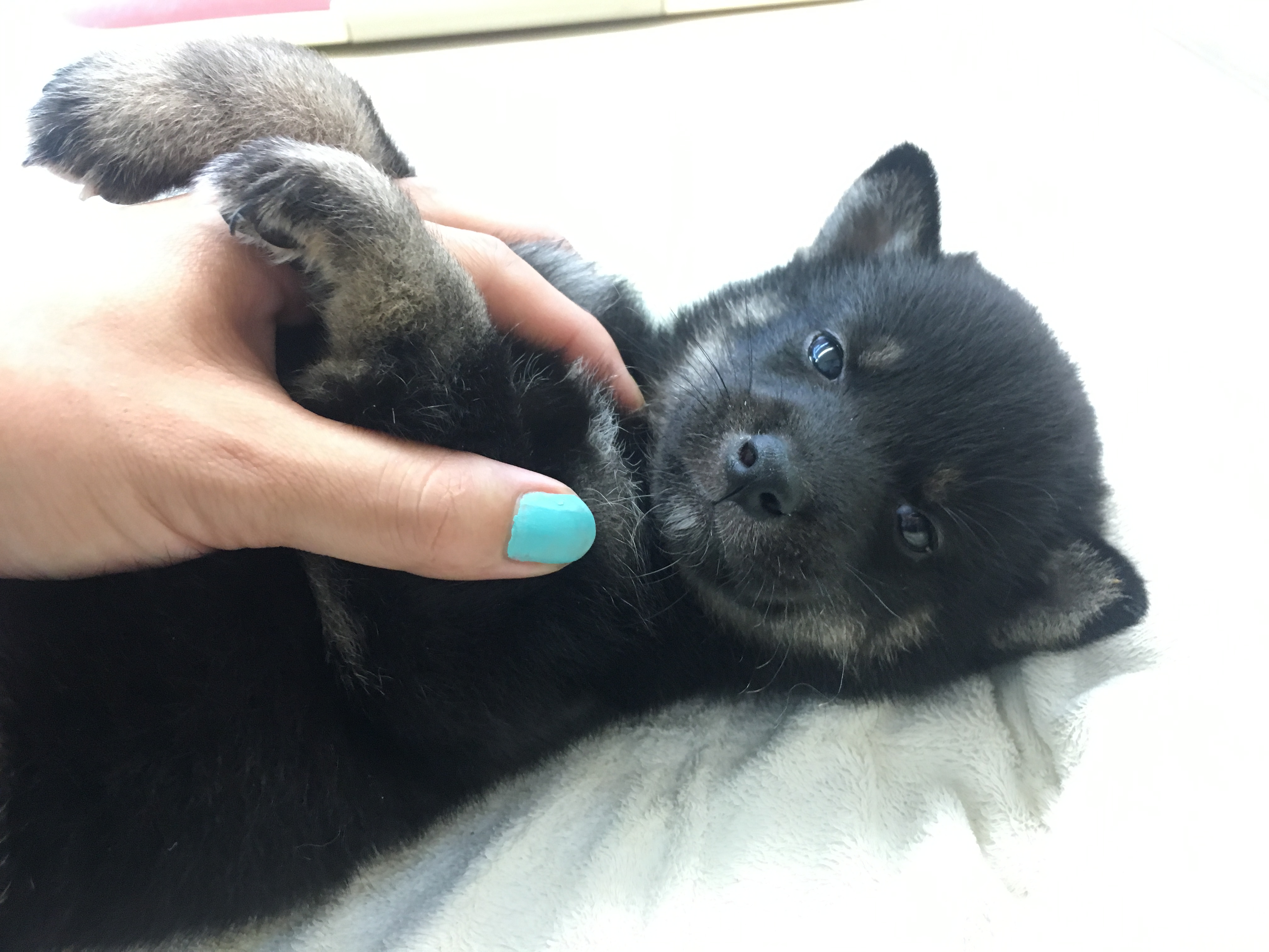 ヘソ天ポーズ | 黒柴 柴犬 - マルワン大倉山店