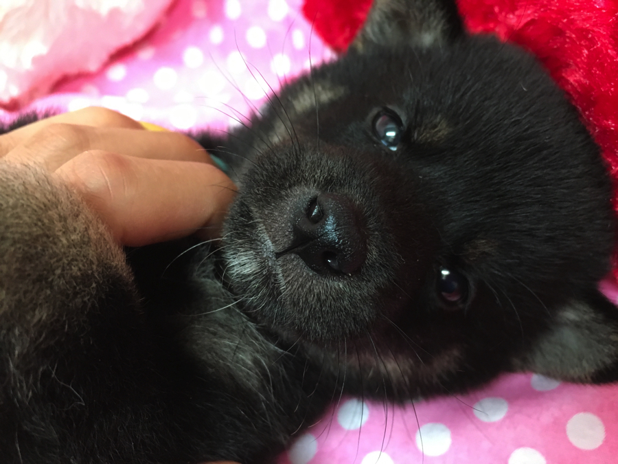 潤んだ瞳で見つめて来ます。 | 黒柴 柴犬 - マルワン大倉山店