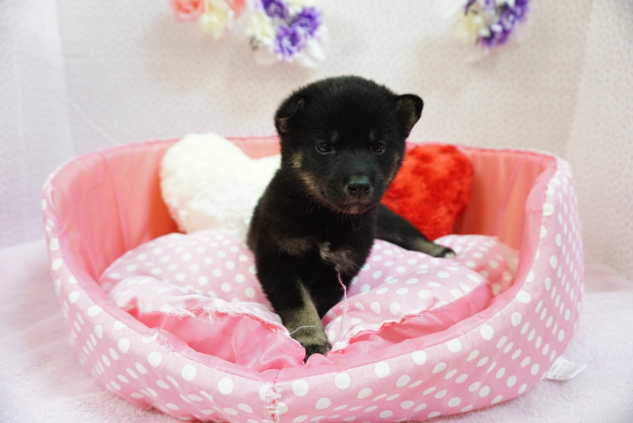 大倉山店ダントツ人気の柴犬 | 黒柴 柴犬 - マルワン大倉山店