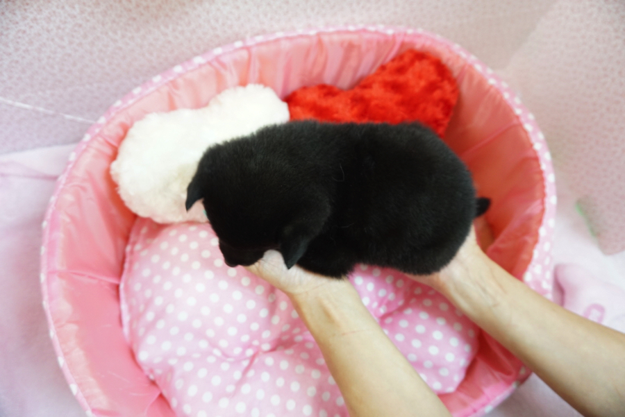 健康状態バッチリ!ずっしりバディ! | 黒柴 柴犬 - マルワン大倉山店