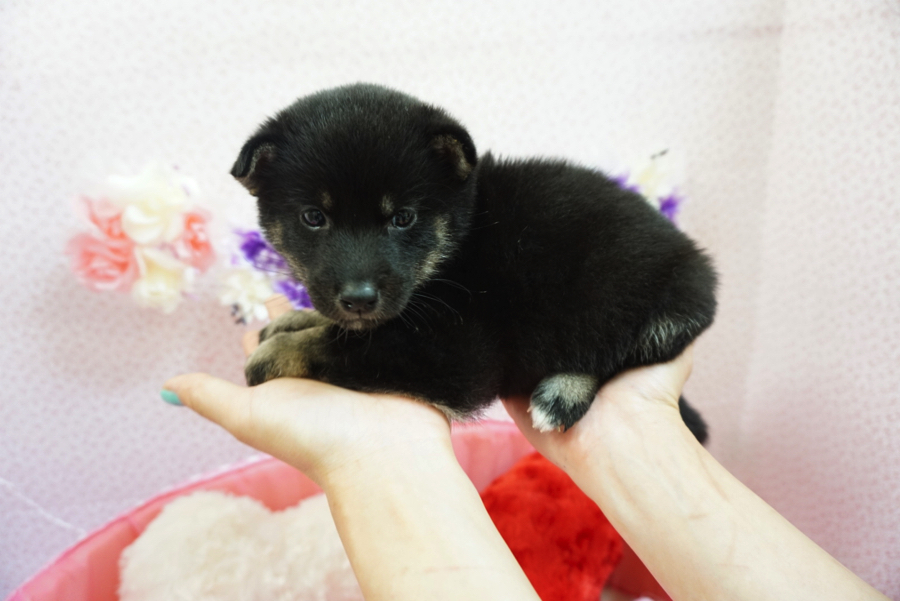 パピーなのにアダルトな雰囲気 | 黒柴 柴犬 - マルワン大倉山店