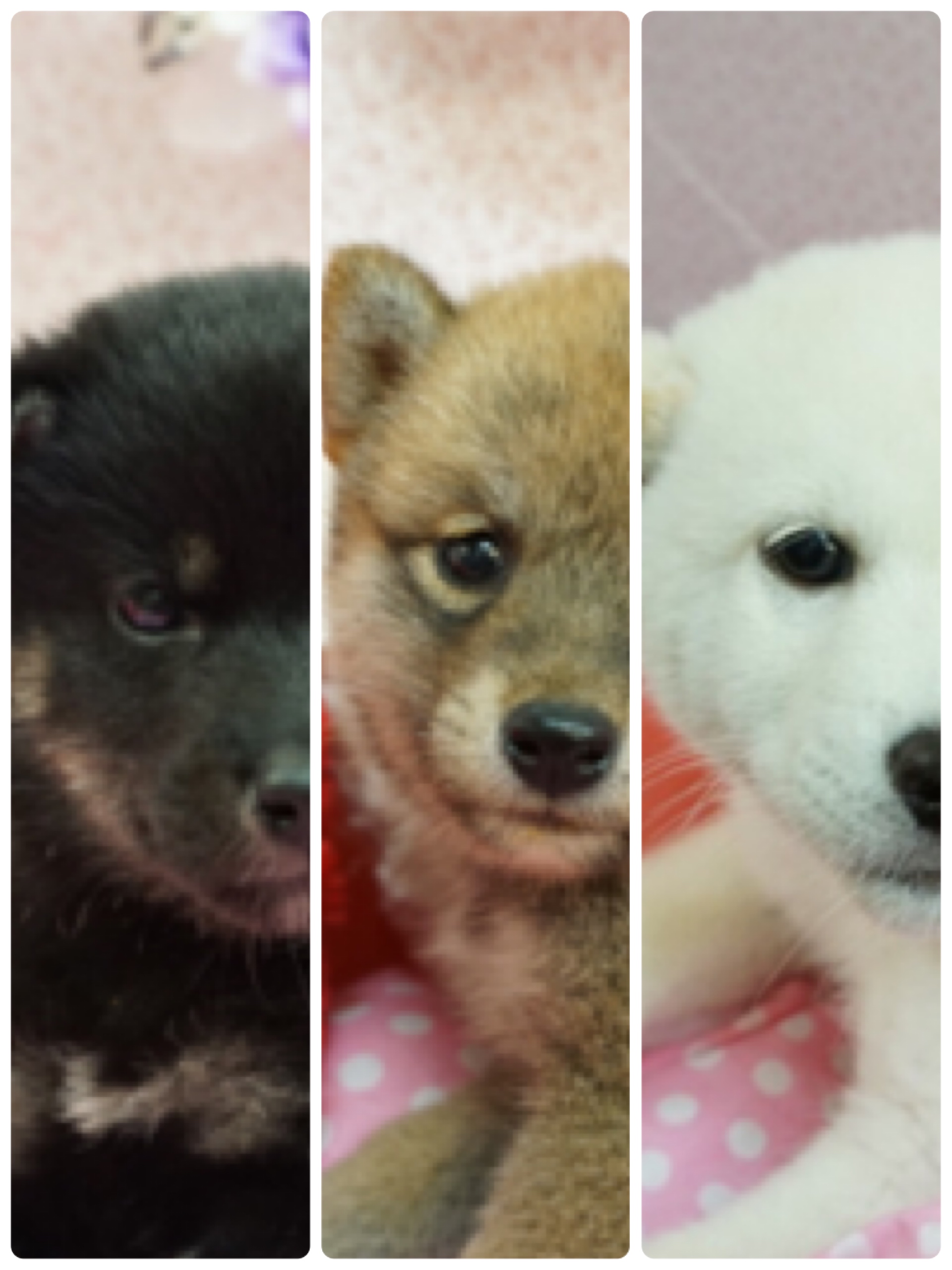 柴犬三色揃いました | 黒柴 柴犬 - マルワン大倉山店