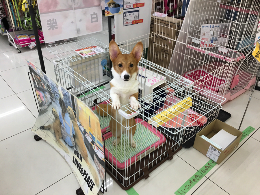 ウェルシュ・コーギー・ペンブローク - マルワン大倉山店