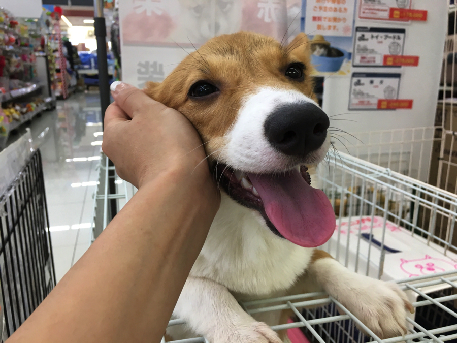 ウェルシュ・コーギー・ペンブローク - マルワン大倉山店