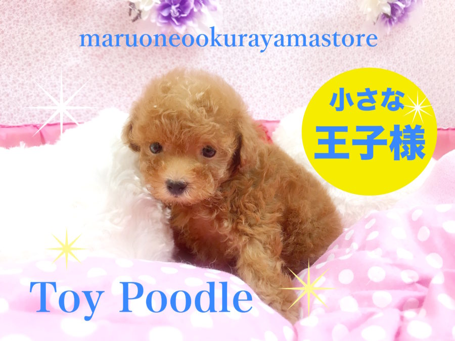【トイ・プードル】アナタだけの小さな王子様♥サイズは小さいけど大きな幸せがたっぷり♥大倉山店Pickupベイビー！No.6130589
