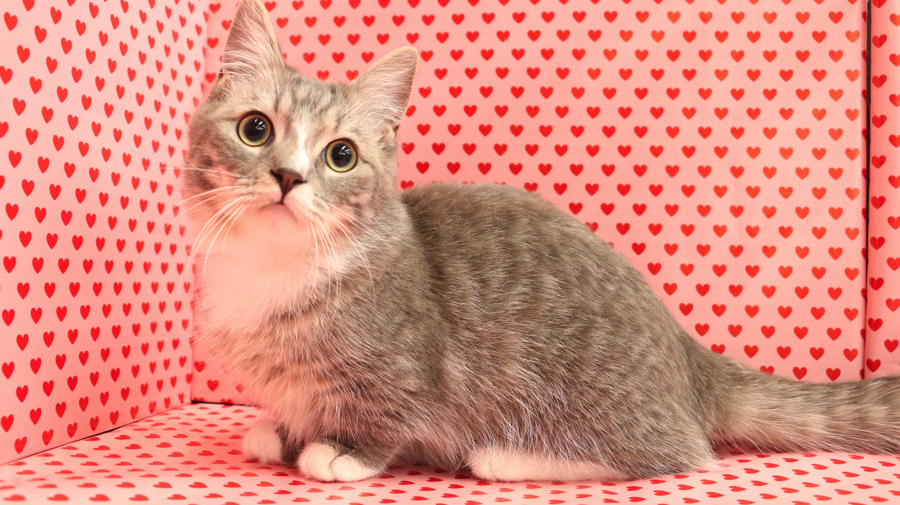 マンチカン - マルワン梅島店