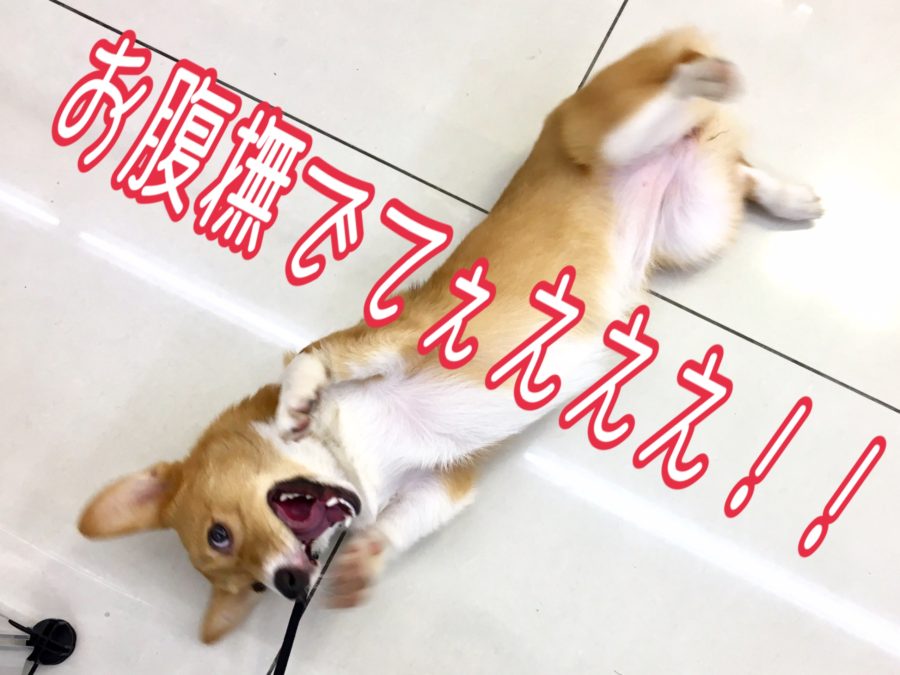 ウェルシュ・コーギー・ペンブローク - マルワン大倉山店